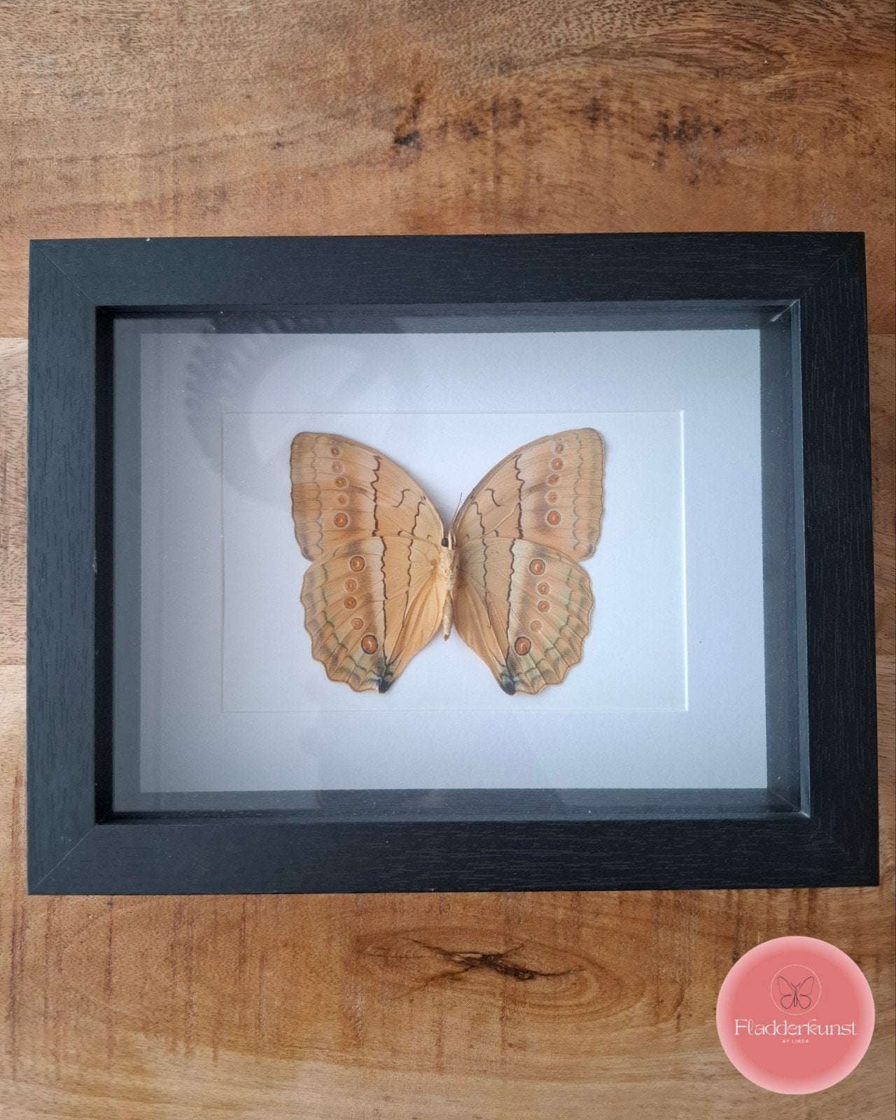Vlinder in glazen lijst, Ophalen of Verzenden, Nieuw, Insect, Opgezet dier