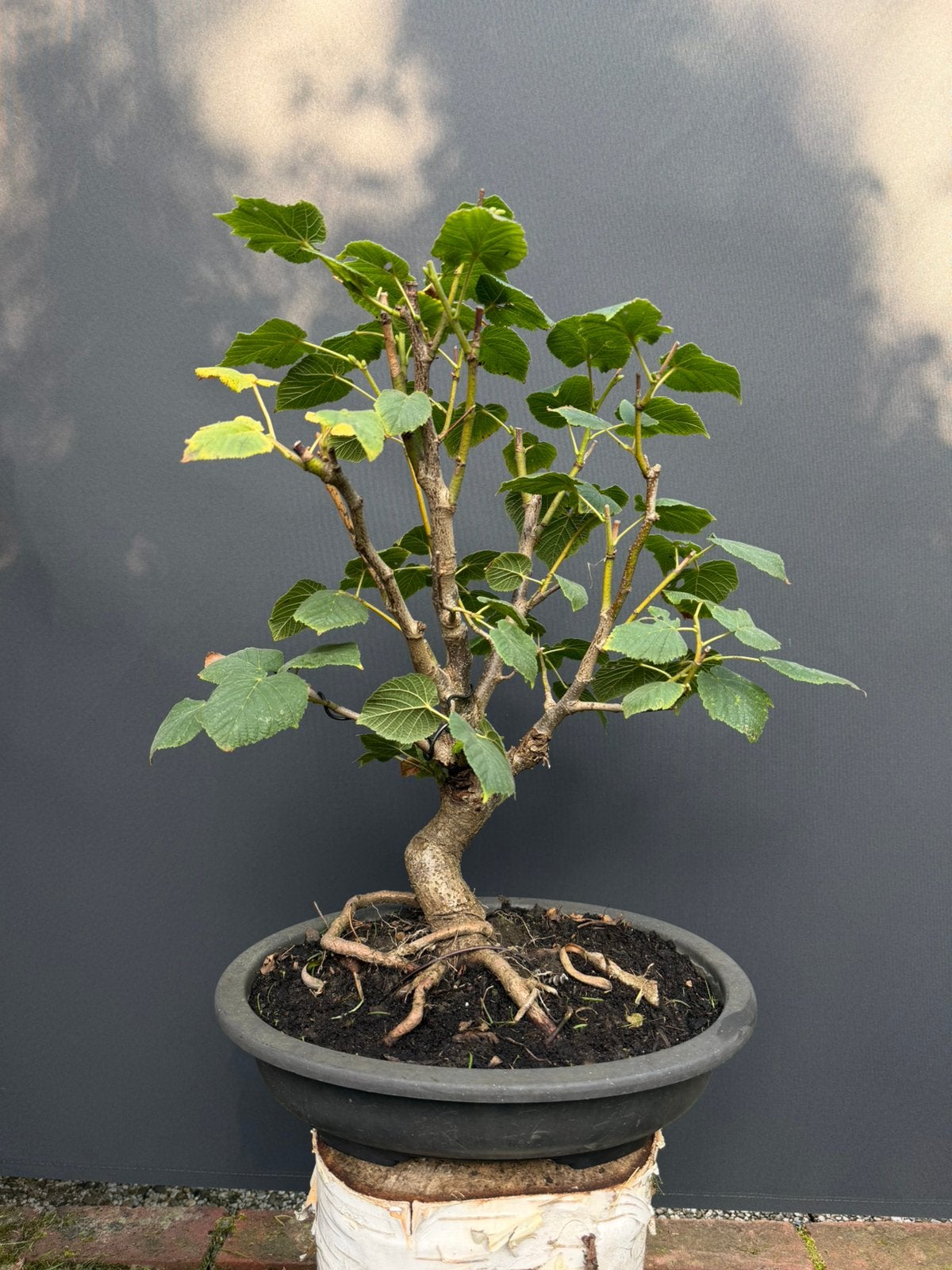 Linde bonsai, Halfschaduw, Overige soorten, Minder dan 100 cm, Ophalen