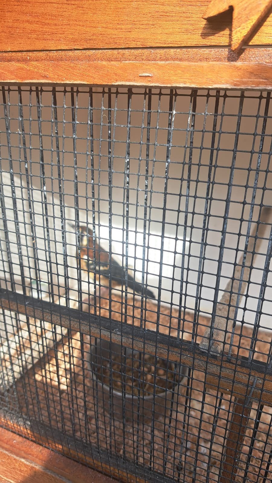 Te koop zeer mooi koppel kastanjeruglijster, Dieren en Toebehoren, Vogels | Overige Vogels, Meerdere dieren, Geringd
