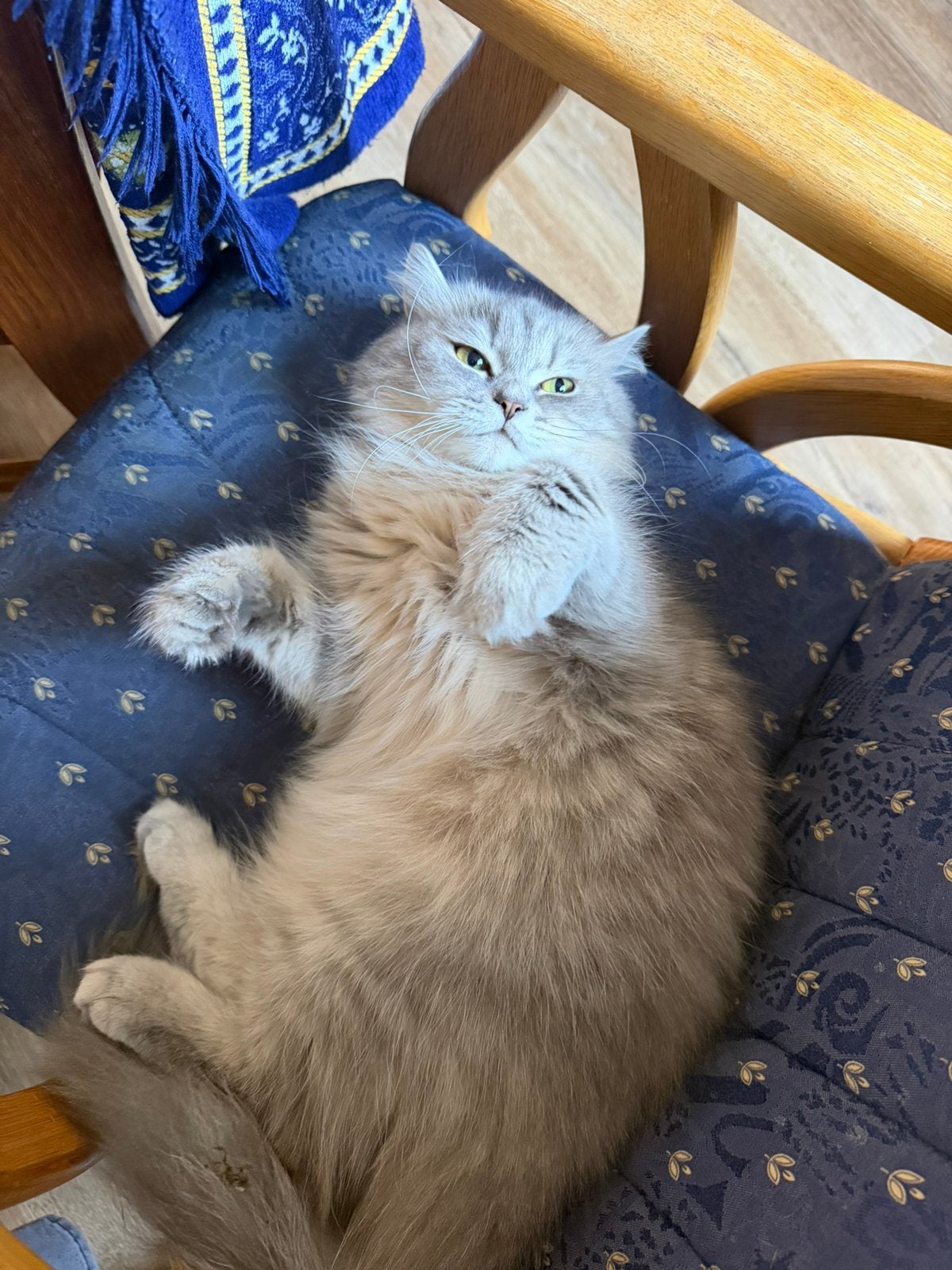 British Longhair (Silver Shaded), Kater