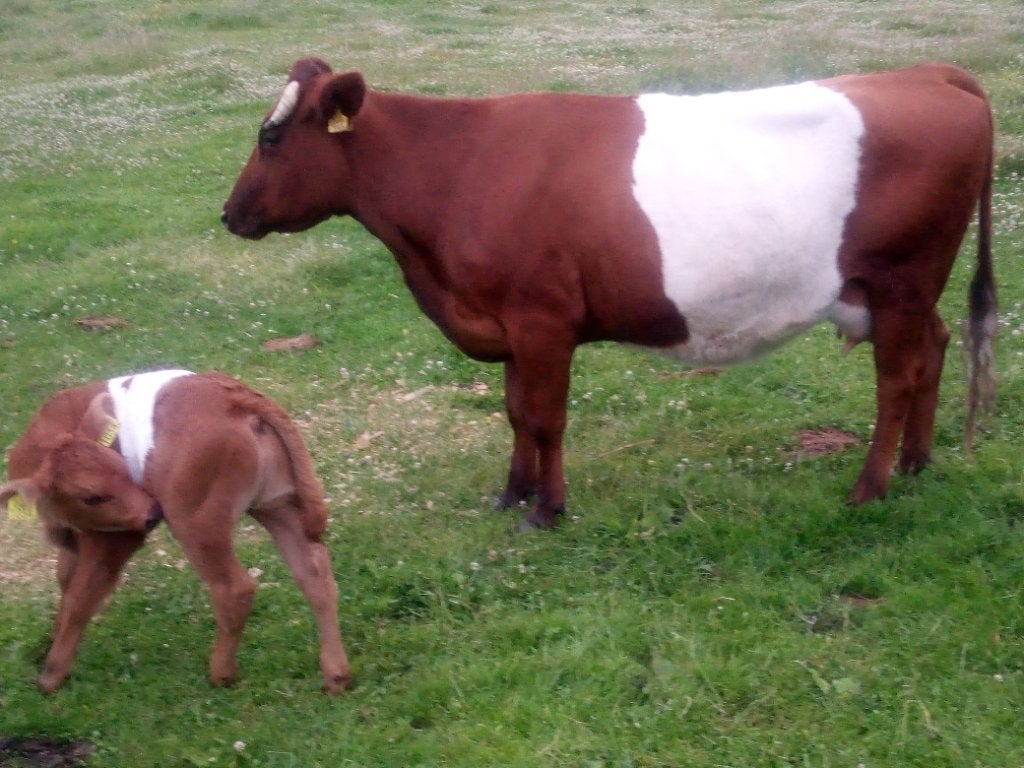 Koe met kalf, Ophalen