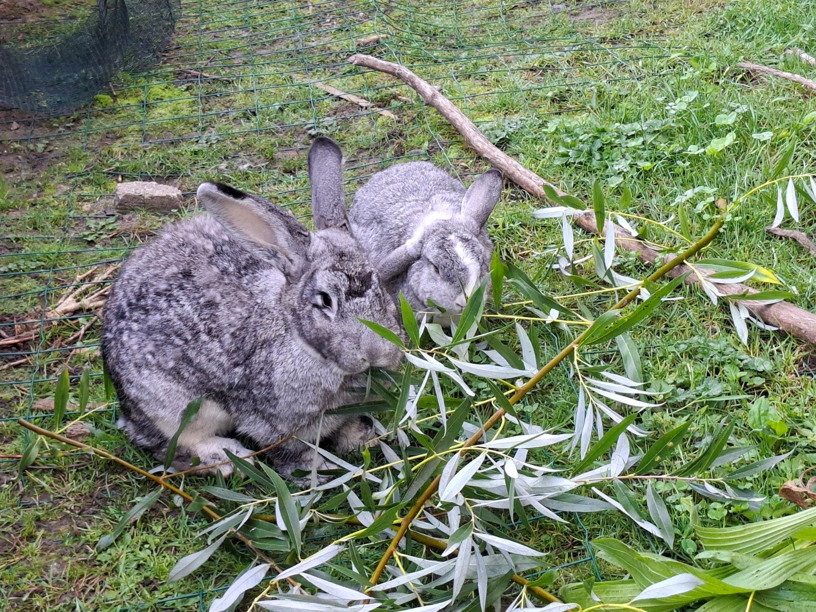 Voedster, groot chinchilla konijn, Dieren en Toebehoren, Vrouwelijk, Groot, 0 tot 2 jaar