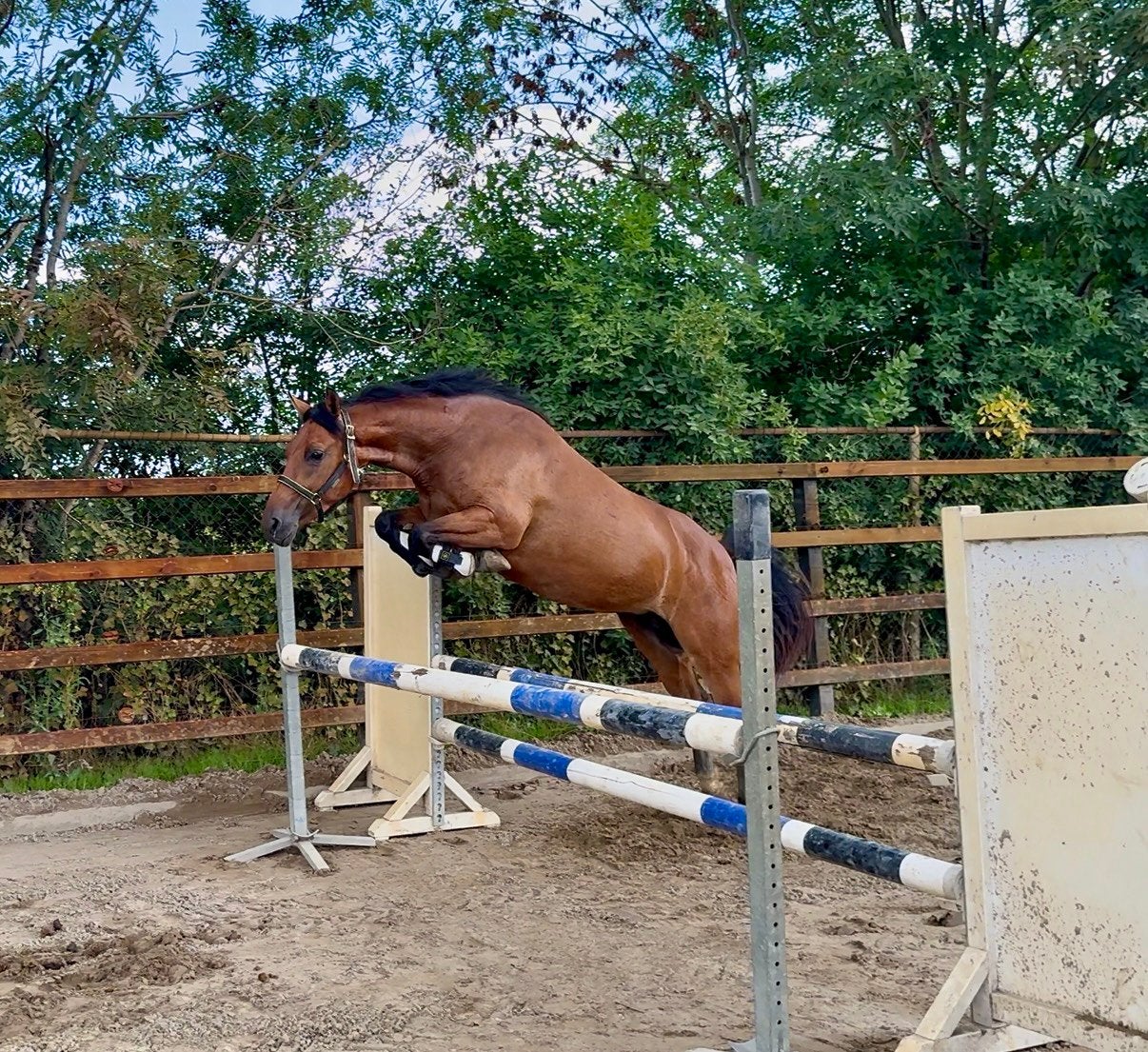 Super stoere allround new forest pony, Dieren en Toebehoren, Merrie, Dressuurpony, 3 tot 6 jaar, D pony (1.37m tot 1.48m)