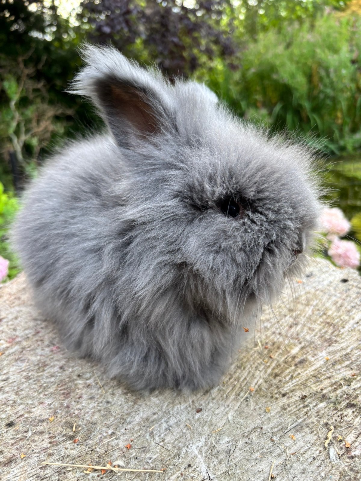 Engelse Angora konijntje, raszuiver, Dieren en Toebehoren, Konijnen, Mannelijk, Dwerg