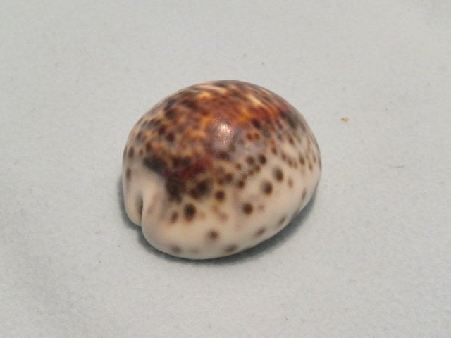 Schelp of huisje van de tropische zeeslak Cypraea tigris, Ophalen of Verzenden
