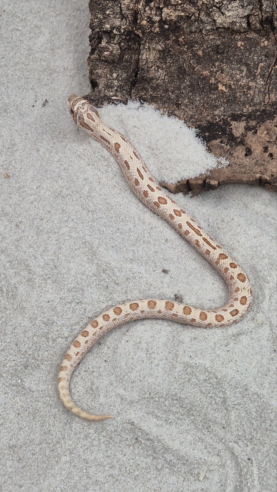 Haakneusslang toffeebelly Hognose Snake photo 2