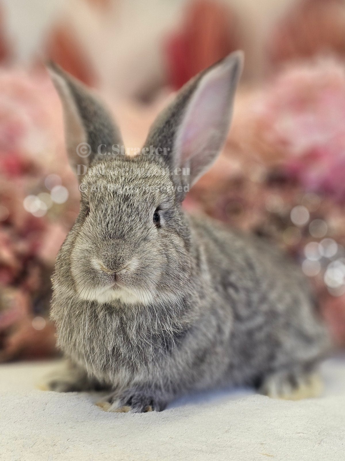 XXL Duitse reuzen worden zeer groot!, Meerdere dieren, Groot, 0 tot 2 jaar