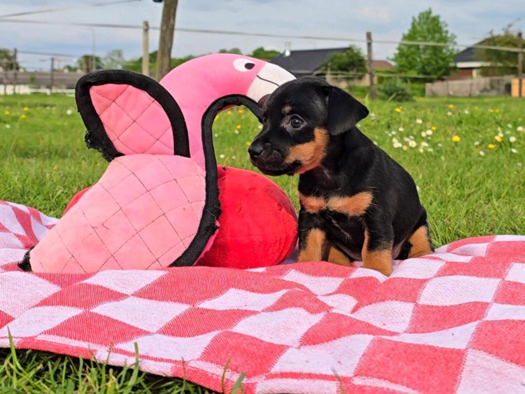 Met filmpjes! 3 Prachtige Jack Russell puppy's 😍🐶, Dieren en Toebehoren, Honden | Jack Russells en Terriërs, Jack Russell Terriër
