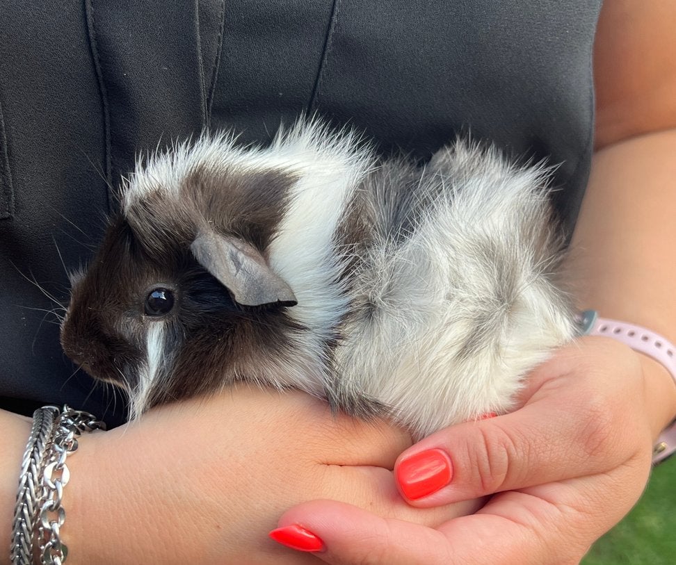 Te koop prachtige borstel cavia, Juni, Mannelijk, Cavia