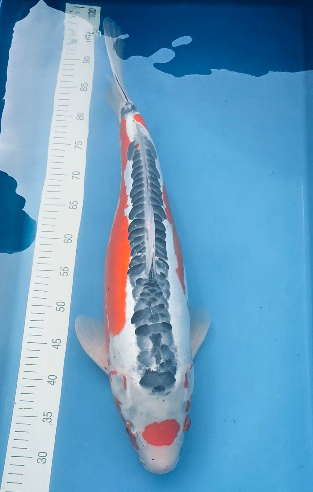 Japanse Koi, Maruten Shusui Hirasawa, Dieren en Toebehoren, Karper of Koi