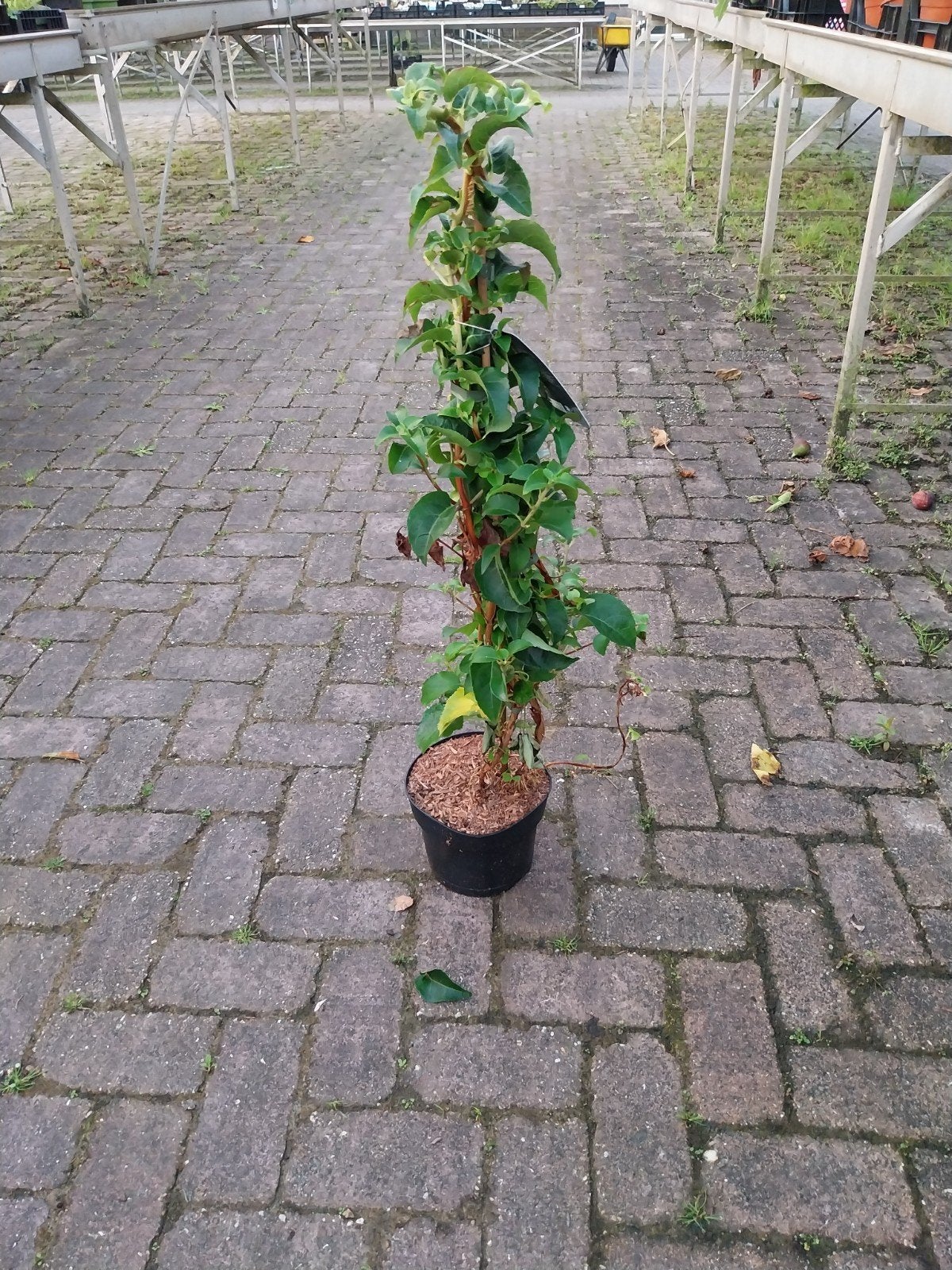 Klimhortensia planten- 80cm hoog, Ophalen, Vaste plant, Klimplanten, Halfschaduw