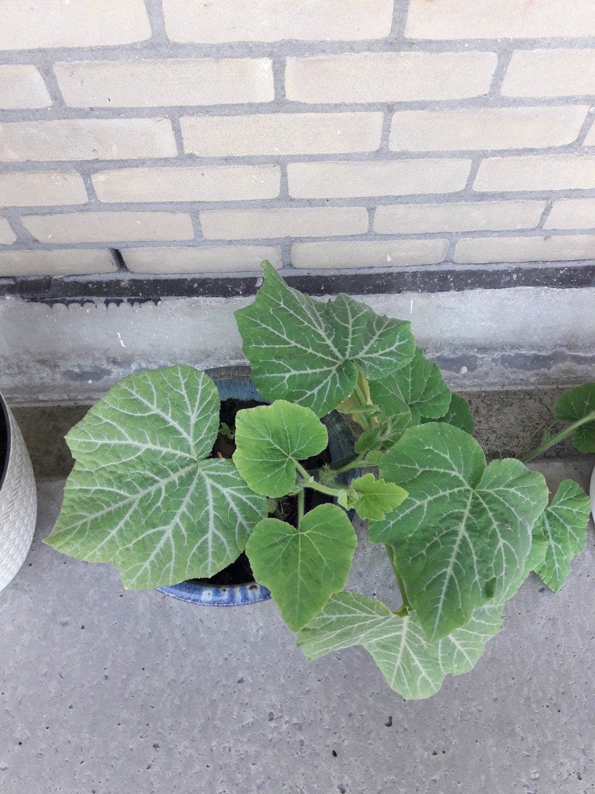Pompoen plant, Tuin en Terras, Planten | Tuinplanten, Ophalen of Verzenden, Overige soorten, Volle zon