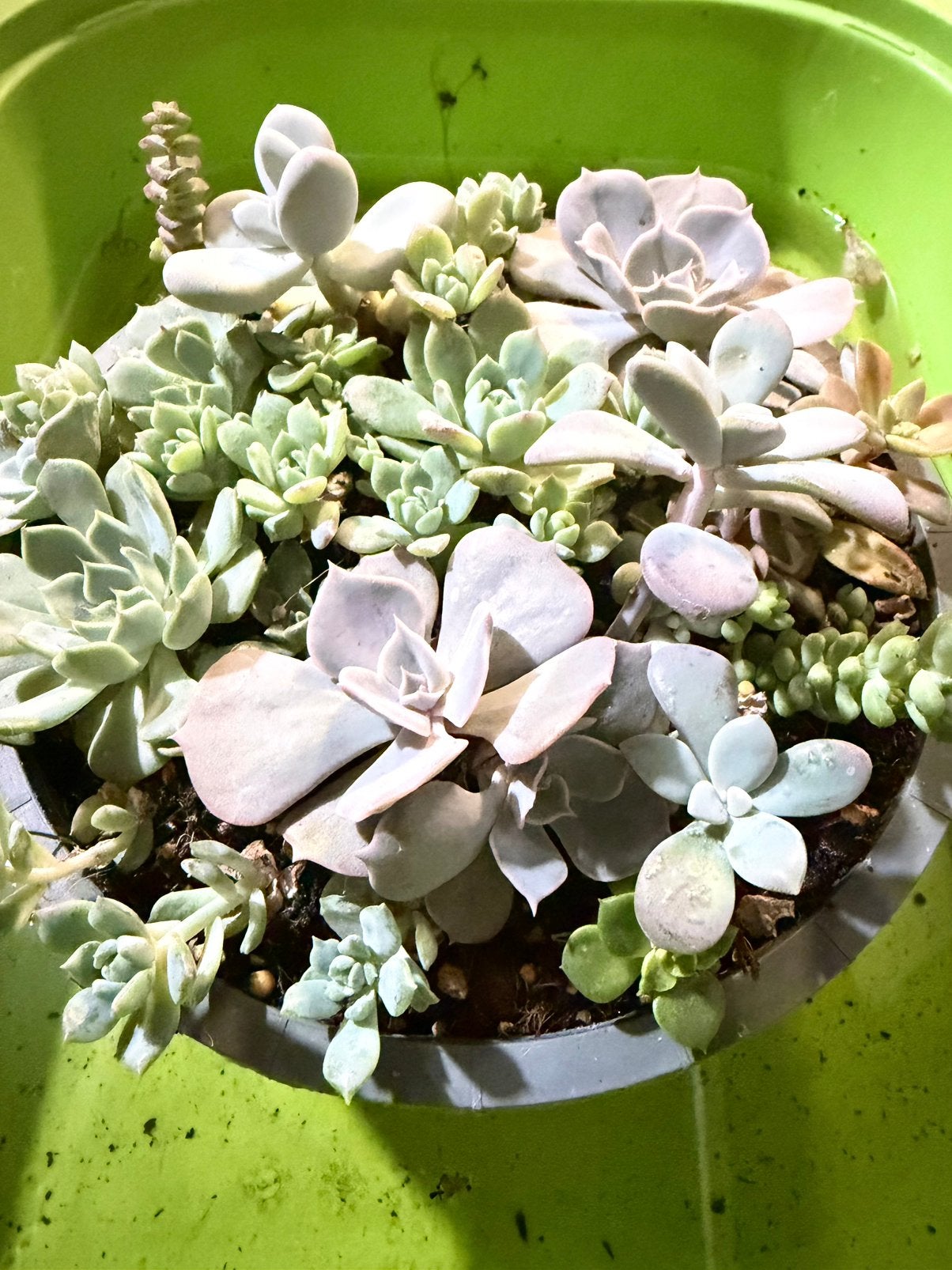 Succulents Dish (20+ stekjes), Tuin en Terras, Ophalen of Verzenden, Volle zon