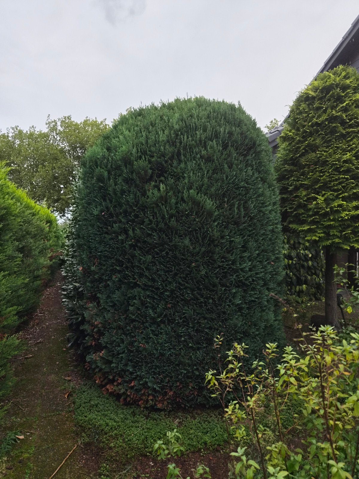 Grote, volle conifeer voor uw tuin, Vaste plant, Bloeit niet, Halfschaduw, Ophalen