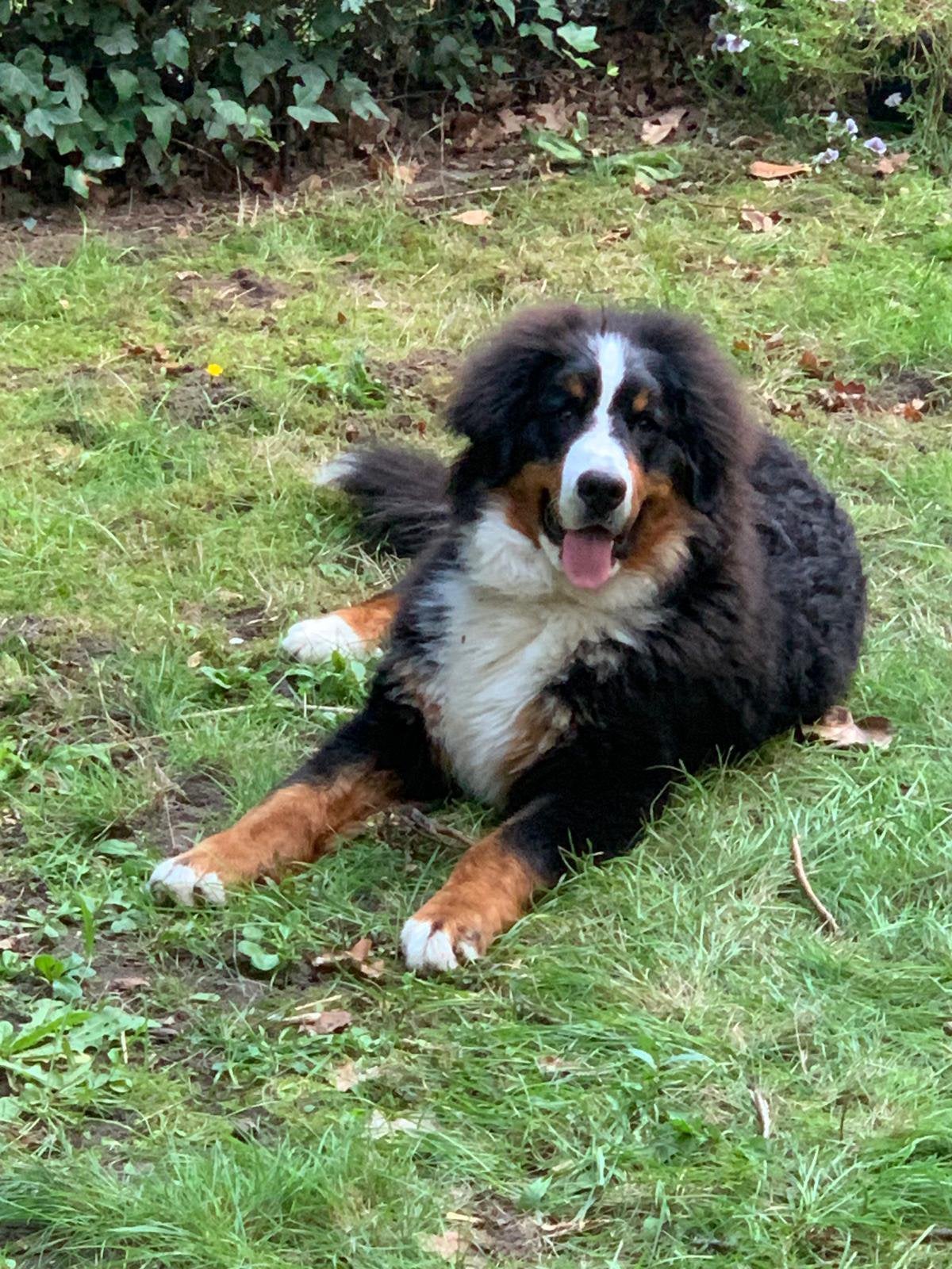 Berna Senna Mountain Hond, 15 weken tot 1 jaar, CDV (hondenziekte), Eén hond, Nederland
