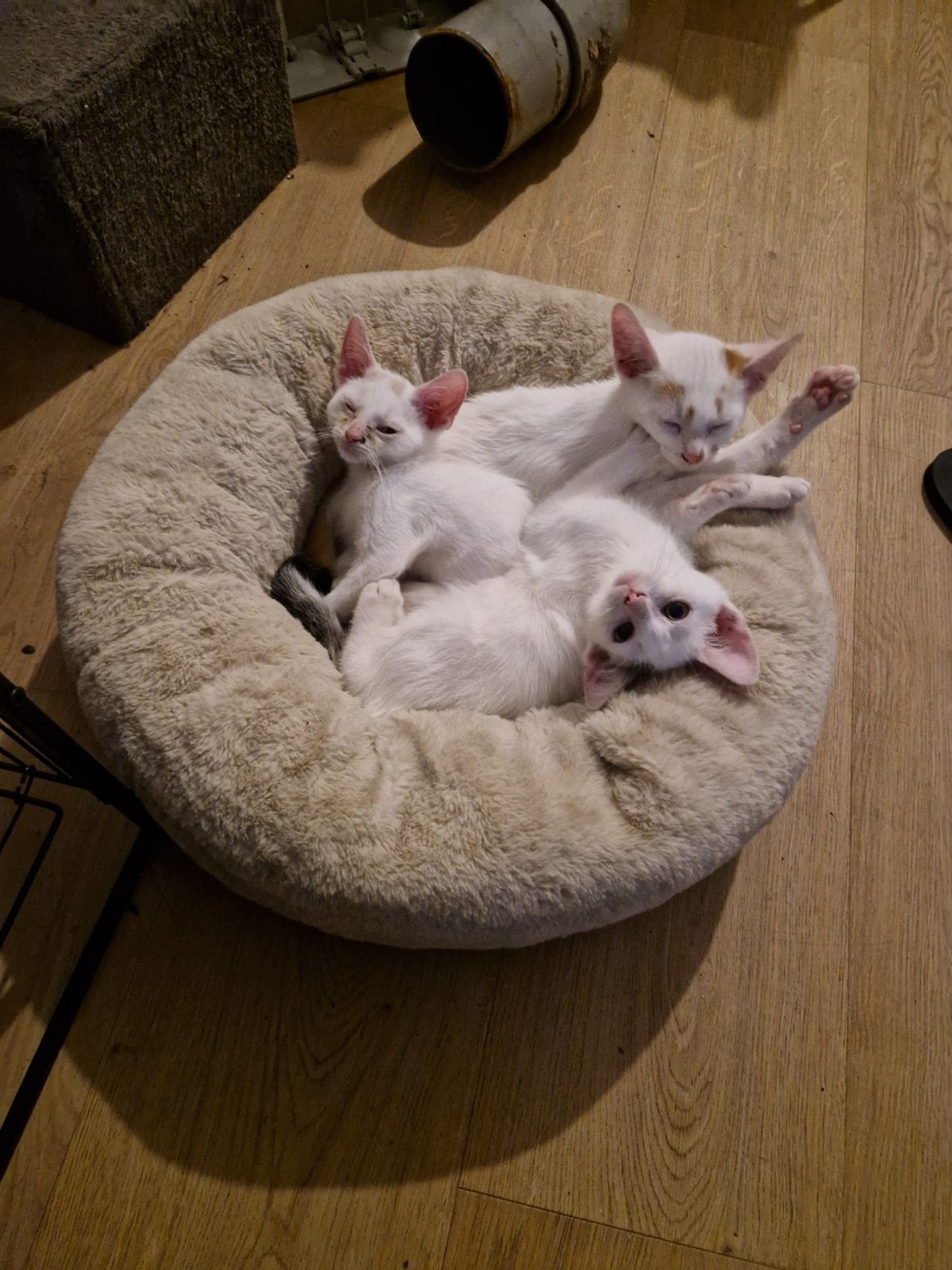 Drie jonge kittens 20 weken, Dieren en Toebehoren, Katten en Kittens | Overige Katten, Kater, Kortharig, 0 tot 2 jaar