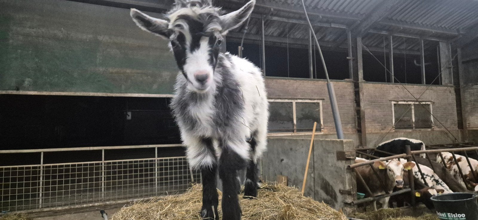 Landgeiten met stippen, Dieren en Toebehoren, Mannelijk, Geit