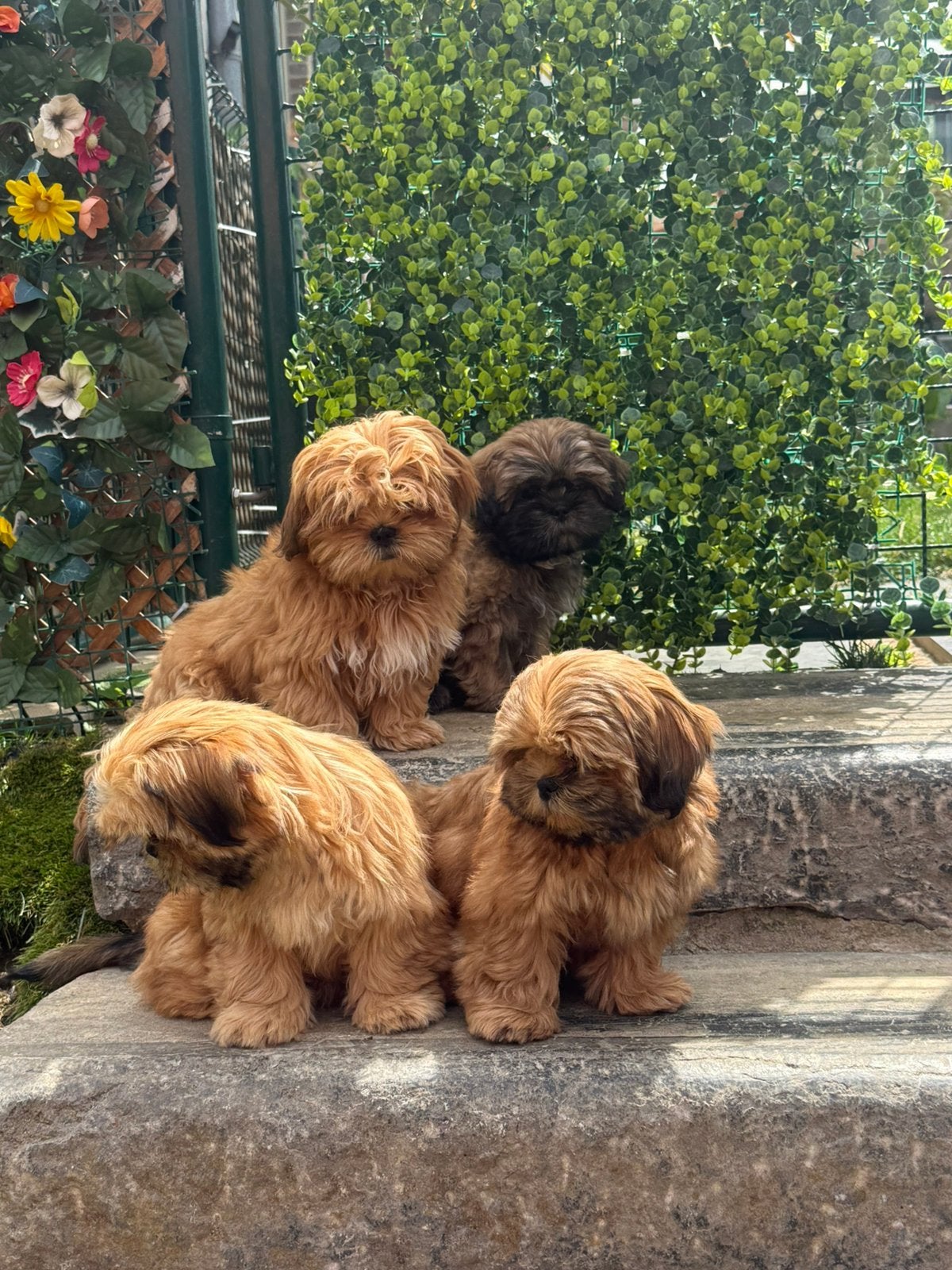 Lhasa apso pupjes, Parvo, België, Overige rassen, 8 tot 15 weken