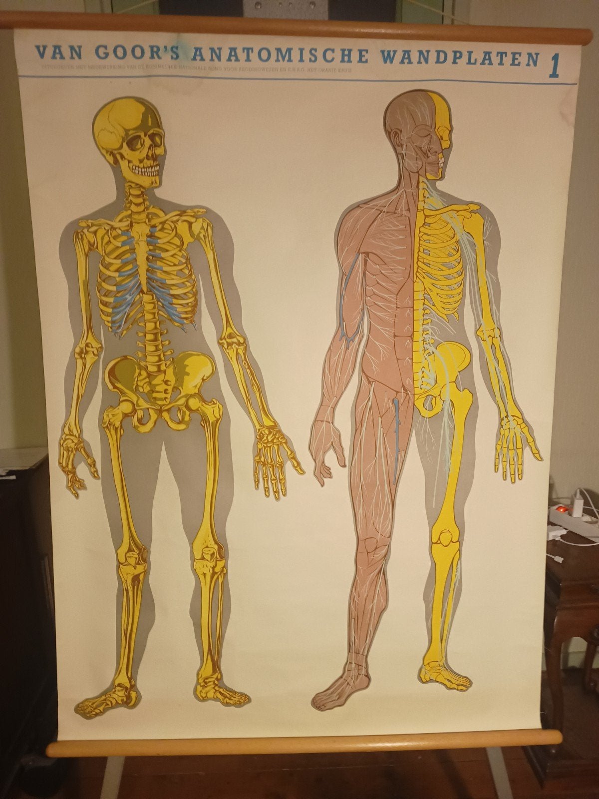 Van Goor's Anatomische Wandplaten (1-5) + Gist plaat, Ophalen of Verzenden, Natuur en Biologie