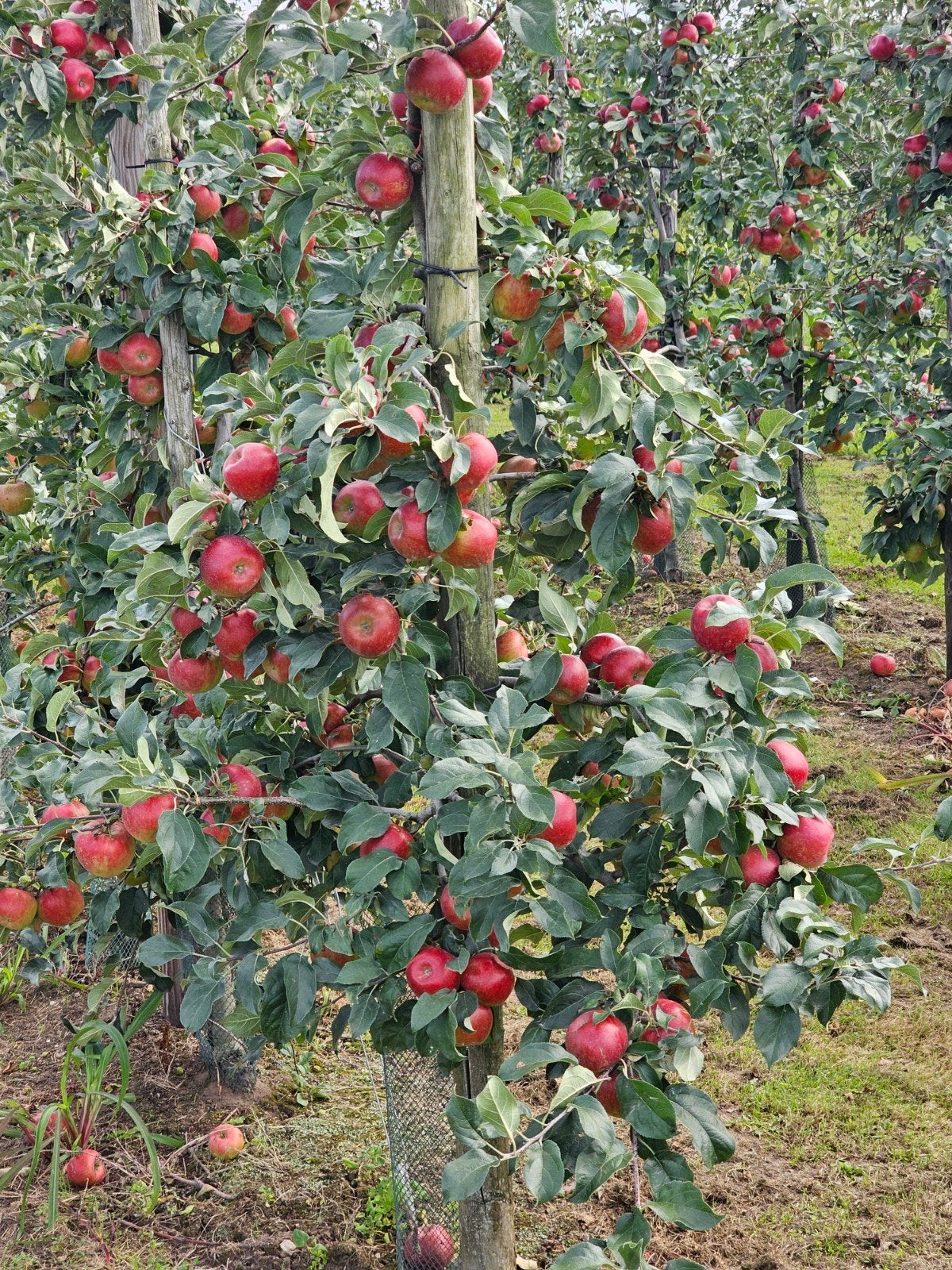 Freya appelbomen 5 jarig, Ophalen, Lente, Volle zon, Appelboom