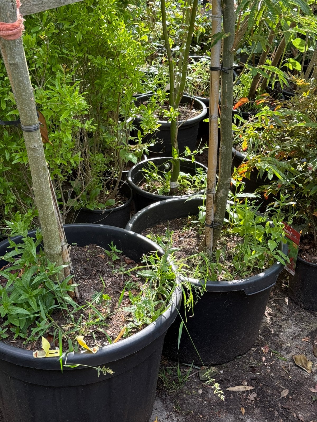 Albizia slaapbomen ital import lang 300 cm stam 11 cm  3st, Tuin en Terras, Planten | Bomen, Overige soorten, 250 tot 400 cm, Zomer