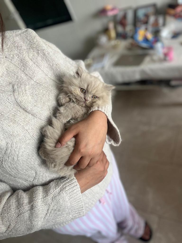 Britse kort haar kitten pure ras (lang harig)1 nog over., Meerdere dieren, Ontwormd, 0 tot 2 jaar