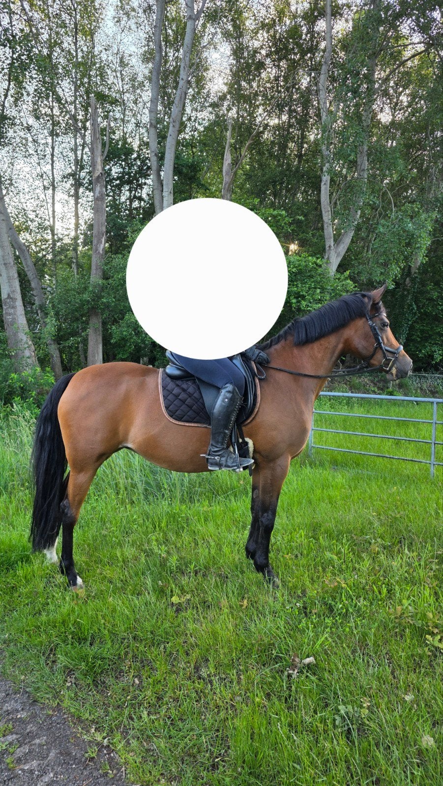 Lieve NRPS D pony