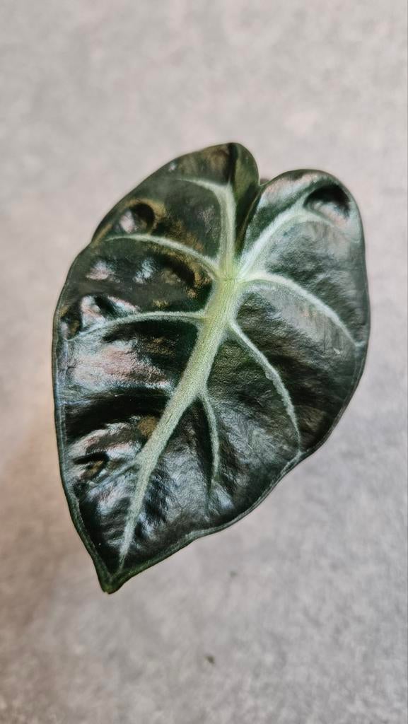 Alocasia Balloon Heart, Ophalen of Verzenden, Halfschaduw, Minder dan 100 cm