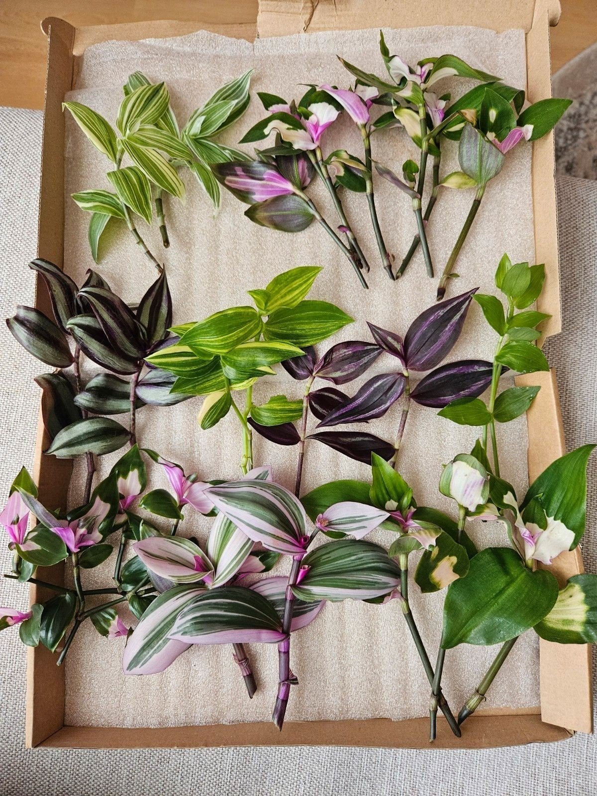 Stekken box Tradescantia, Ophalen of Verzenden, Halfschaduw, Minder dan 100 cm