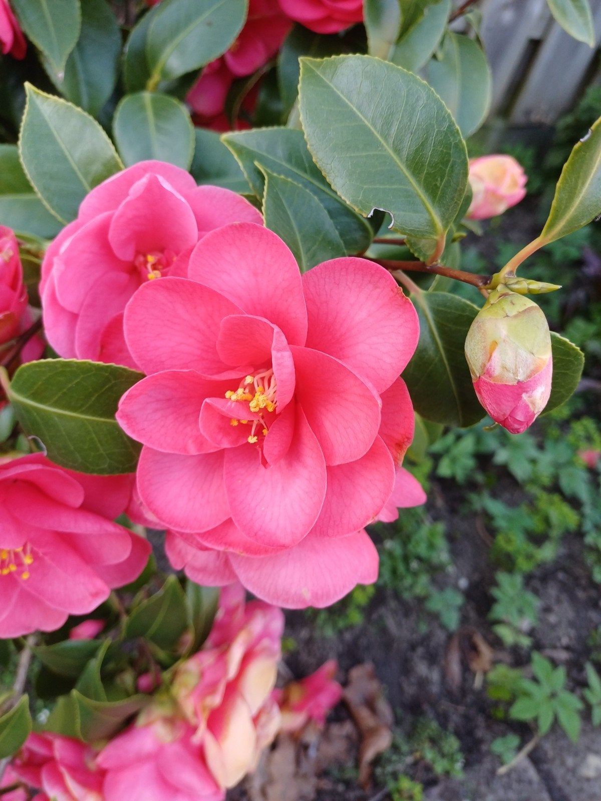 Prachtige Camelia Japonica - ca. 1 meter hoog, Vaste plant, Halfschaduw, Winter, Ophalen