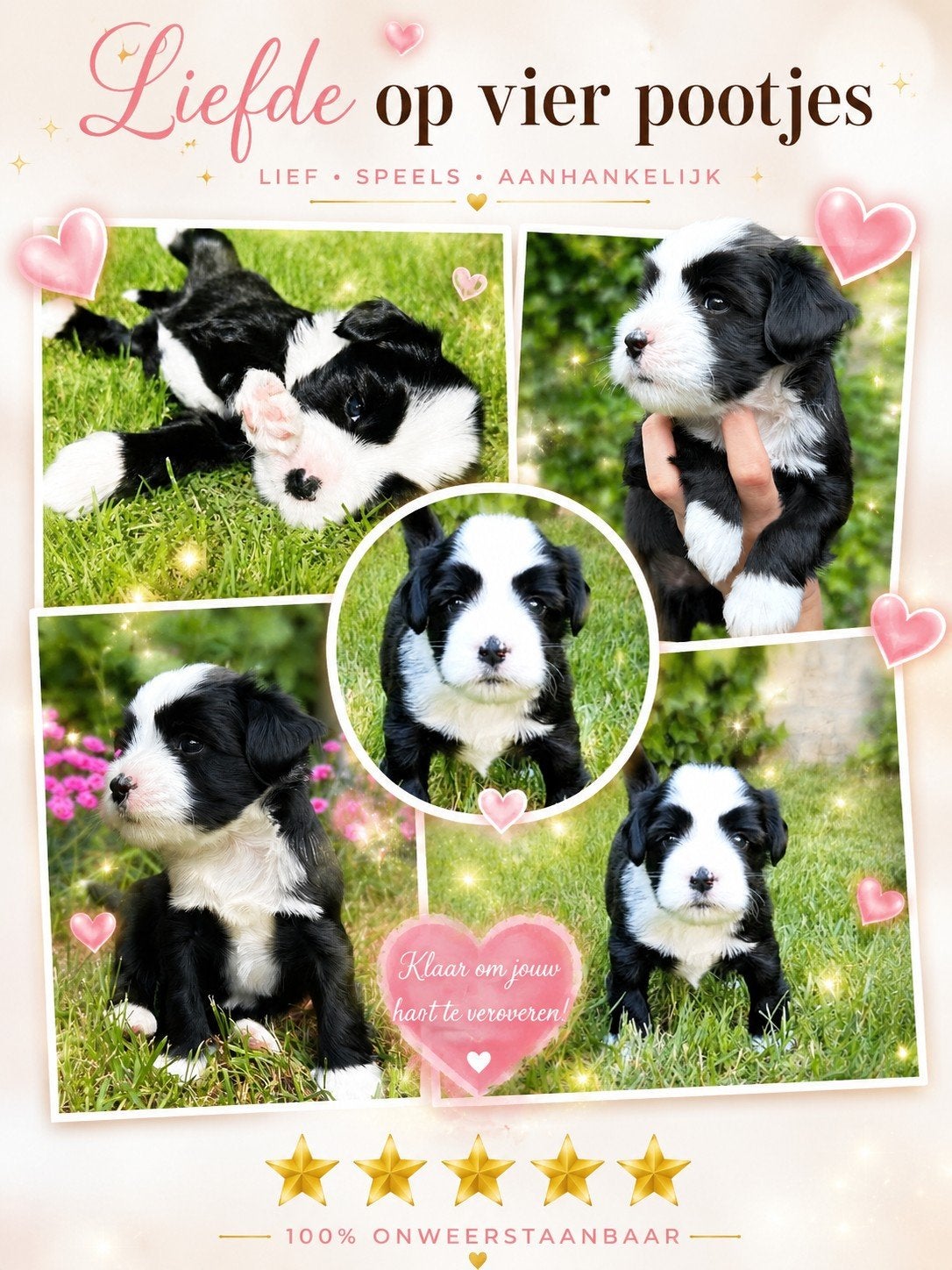 Prachtige Tibetaanse Terriër pup (5wk), 8 tot 15 weken, Parvo, Meerdere, Nederland