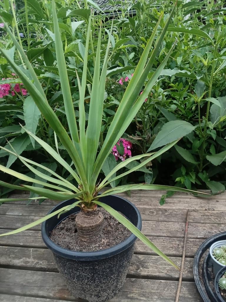 Tuin Yuca., Volle zon, Vaste plant, Zomer, Ophalen