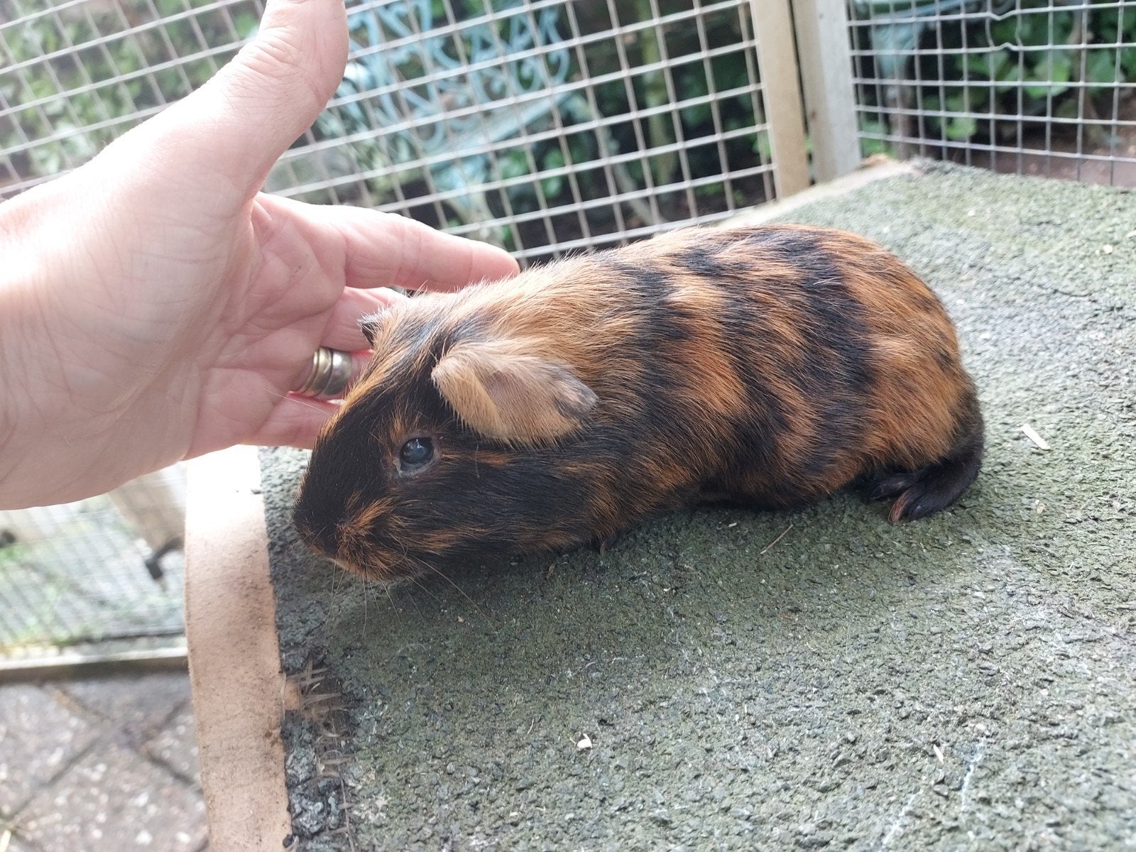 Nog 1 cuy reuzencavia zeugje beschikbaar vanaf Juni, Dieren en Toebehoren, April, Vrouwelijk, Cavia