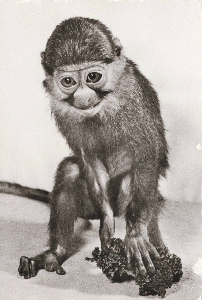 Rood meerkat 597, Verzamelen, Ophalen of Verzenden, 1960 tot 1980, Ongelopen, Wild dier