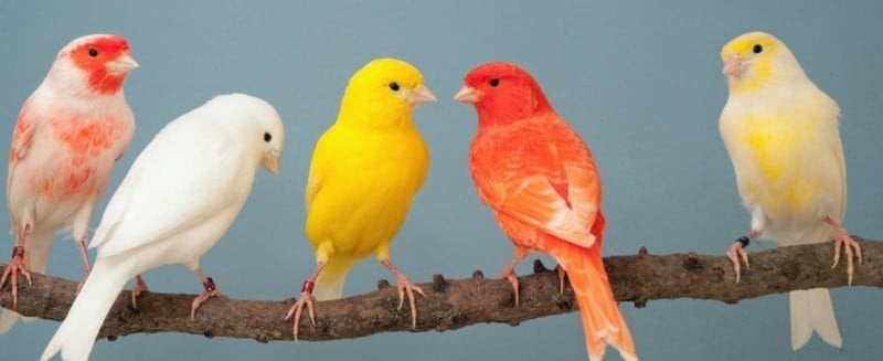 Gezocht kanaries vrouwelijk en mannelijk, Dieren en Toebehoren, Vogels | Kanaries
