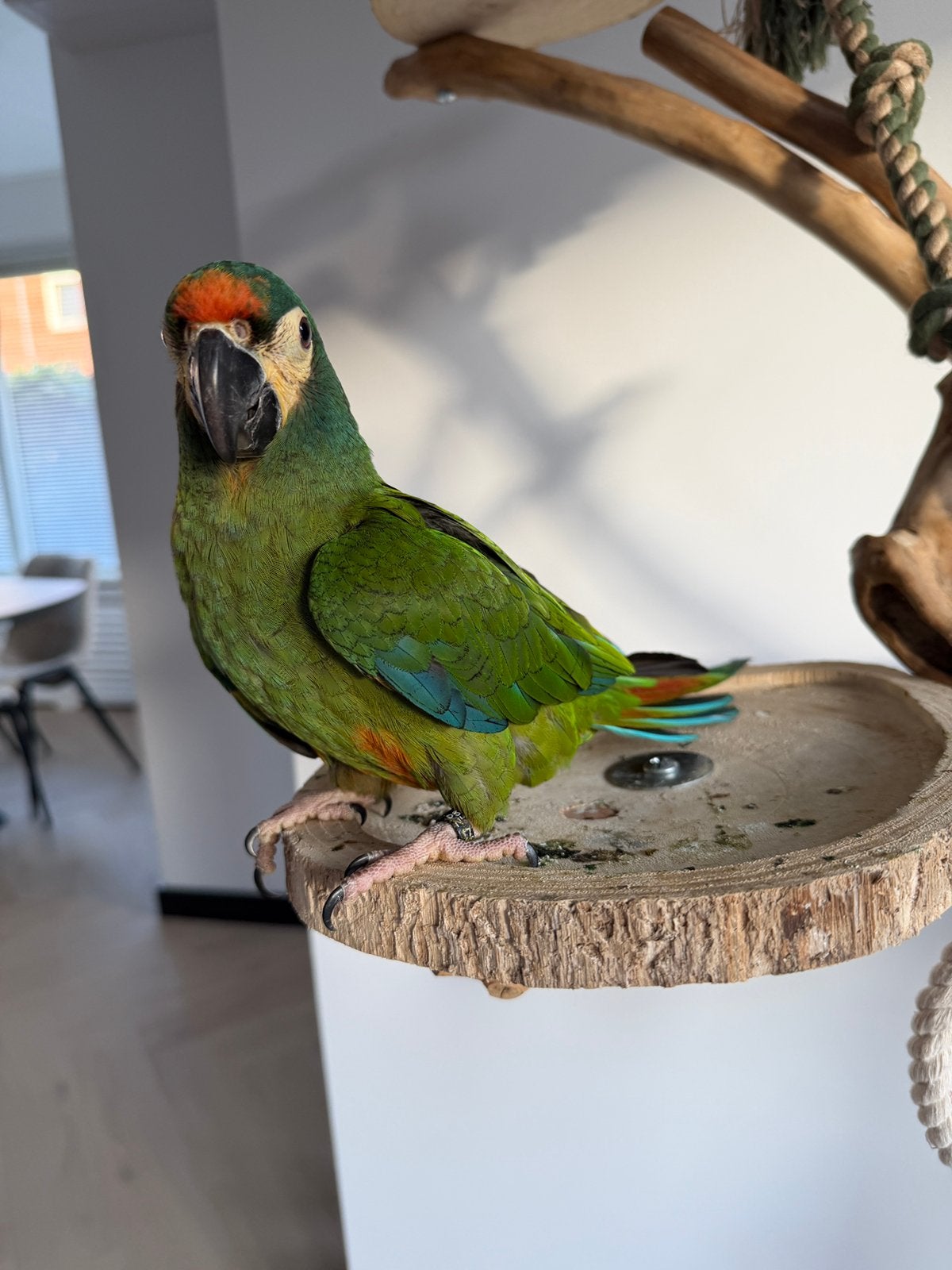 Ara maracana Jacky zoekt een nieuw thuis, Dieren en Toebehoren, Mannelijk, Papegaai, Geringd