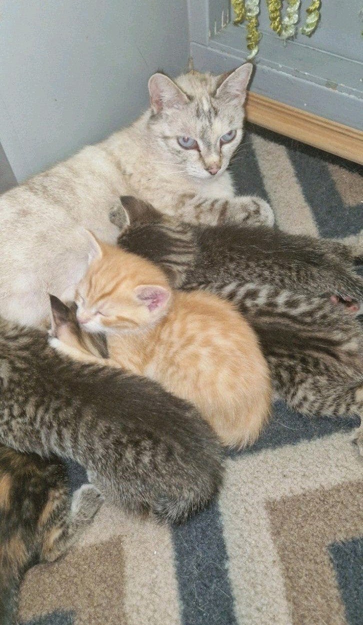 Britse korthaar kittens, Britse langhaar Ragdoll Europse mix, Dieren en Toebehoren, Katten en Kittens | Overige Katten, Meerdere dieren