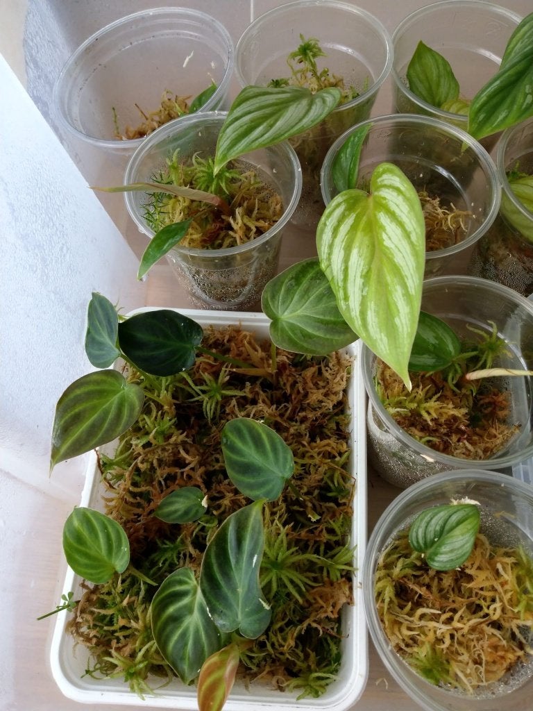 Stekjes (nog 5x) Philodendron verrucosum, Ophalen, Halfschaduw, Minder dan 100 cm