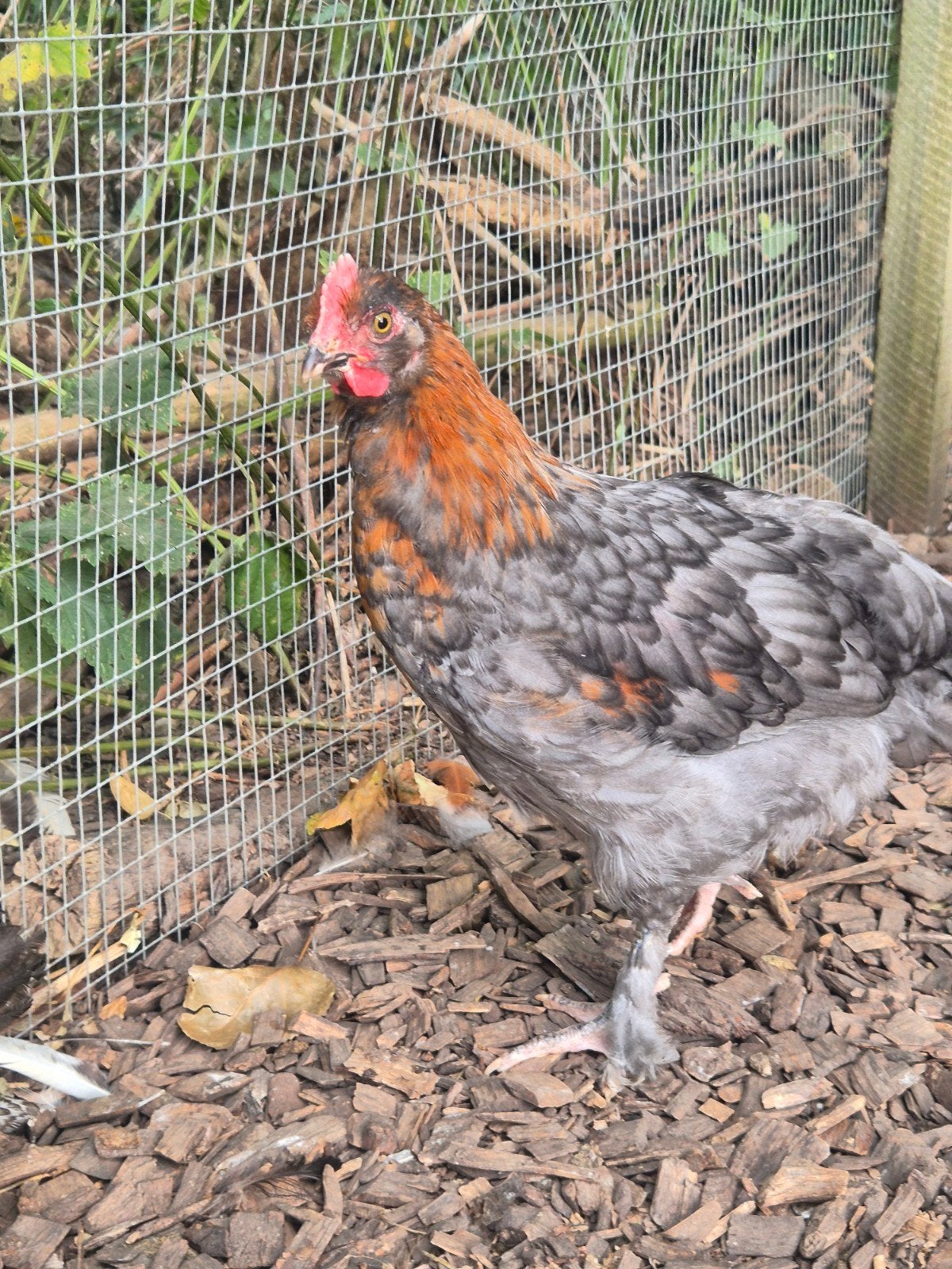 Koperhals marans hanen en ayam cemani, Dieren en Toebehoren, Pluimvee, Mannelijk, Kip