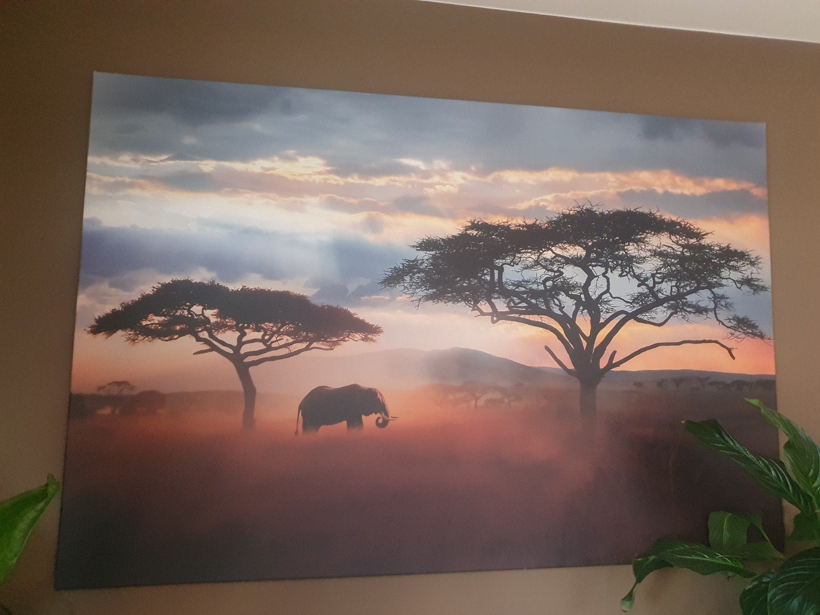 Schilderij Afrikaanse savanne met olifant en zonsondergang, Ophalen, 125 cm of meer, Zo goed als nieuw, Schilderij