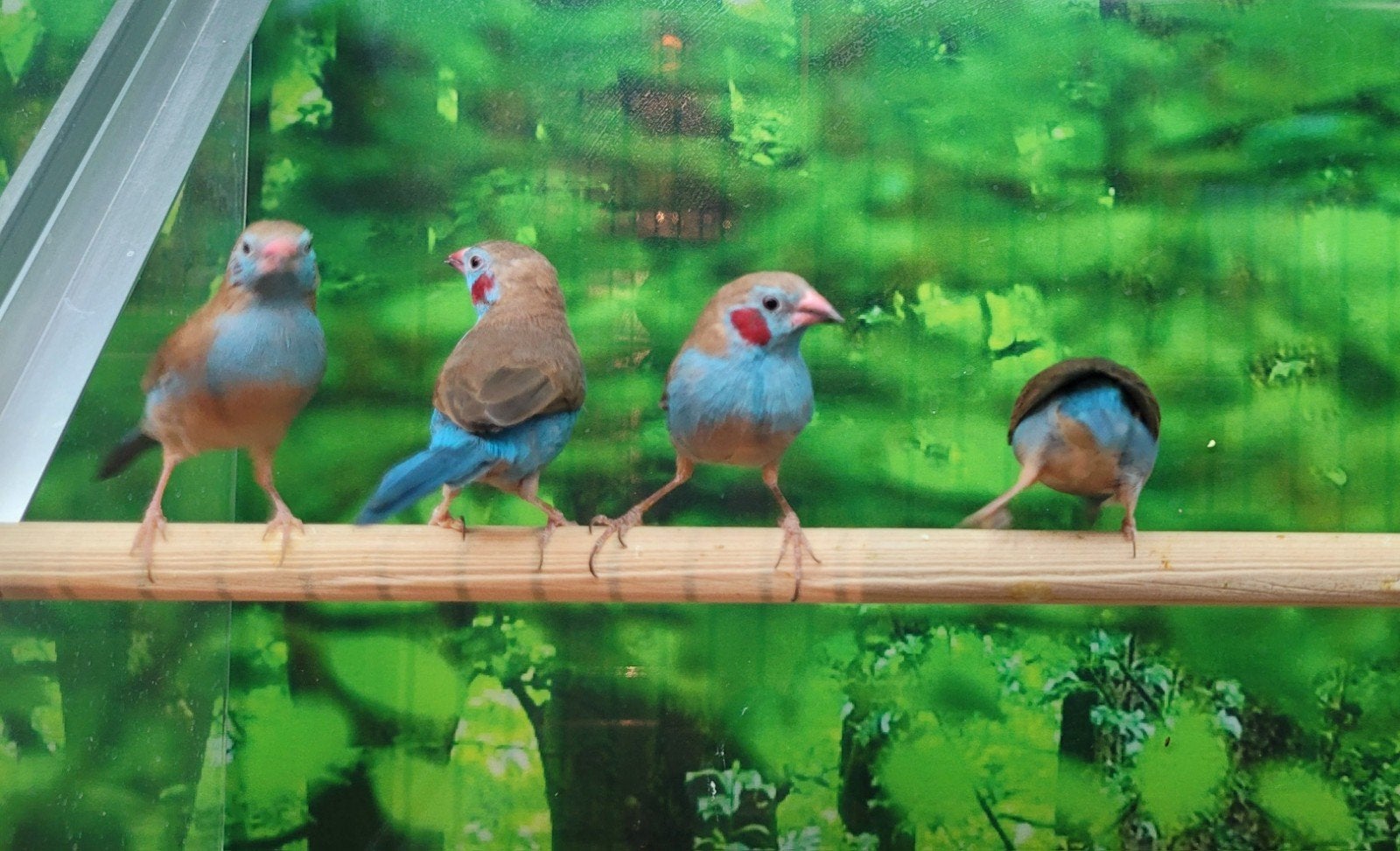 Gezocht volière en tropische vogels., Dieren en Toebehoren, Vogels | Overige Vogels, Meerdere dieren