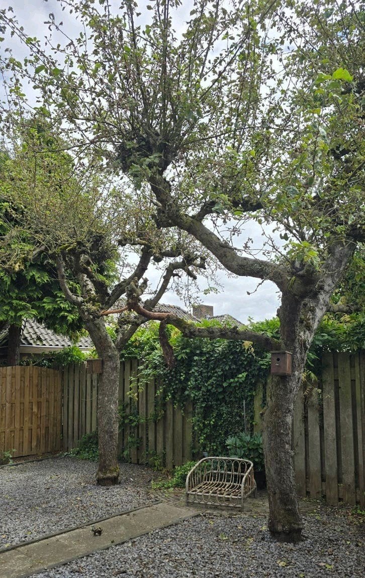 Gratis dikke boomstammen en vogelhuisjes, Ophalen, Bloeit niet, Volle zon, Overige soorten