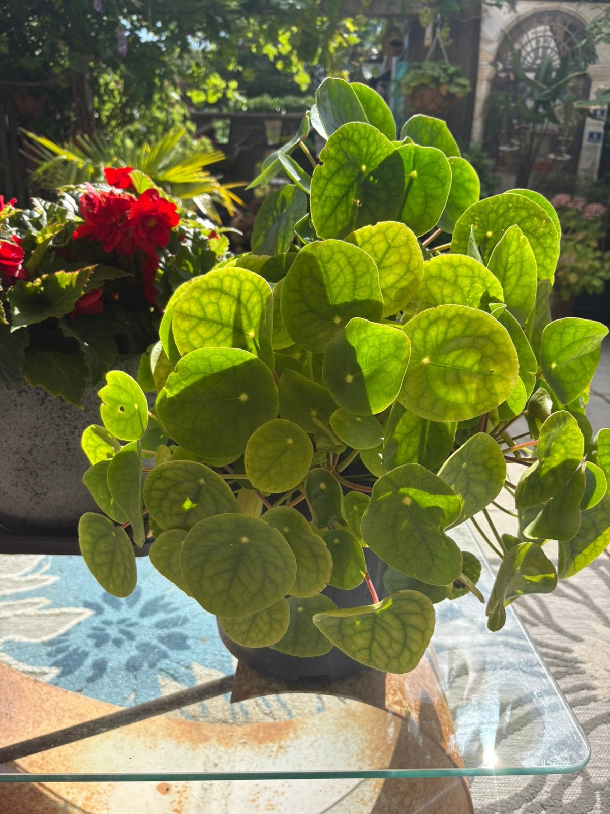 Pannenkoeken plant, Groene kamerplant, Ophalen, Overige soorten, Minder dan 100 cm
