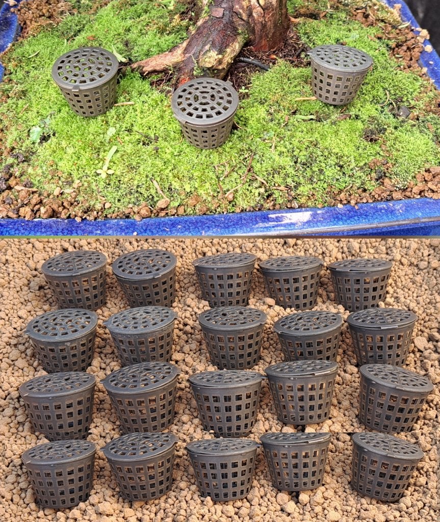 20 stuks! Bonsai Mestkorf Groot 4x4cm zonder steel gemeten, Ophalen of Verzenden, Nieuw, Overige soorten, Bonsai
