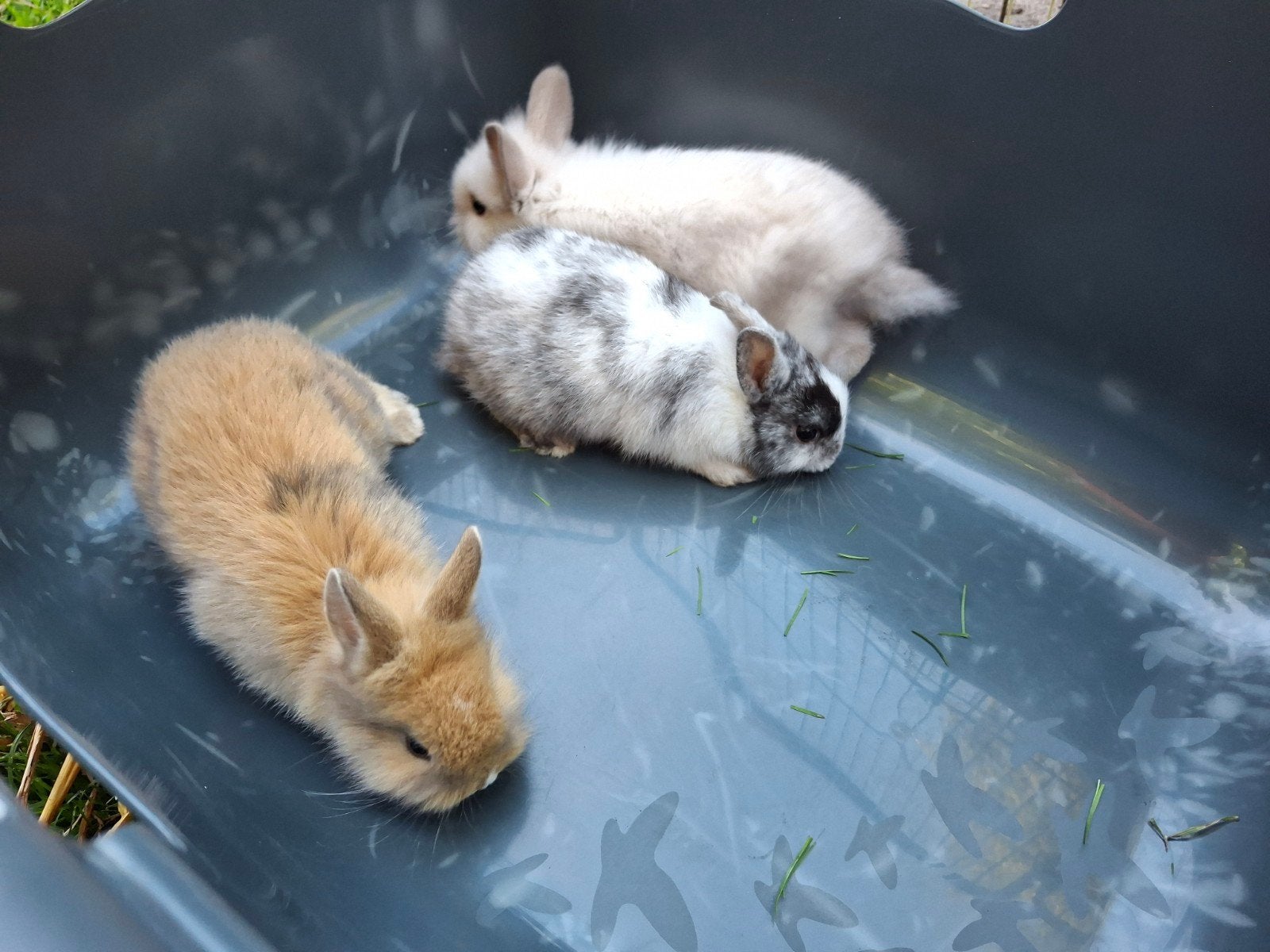 Lieve baby dwerg konijntjes, Meerdere dieren, 0 tot 2 jaar