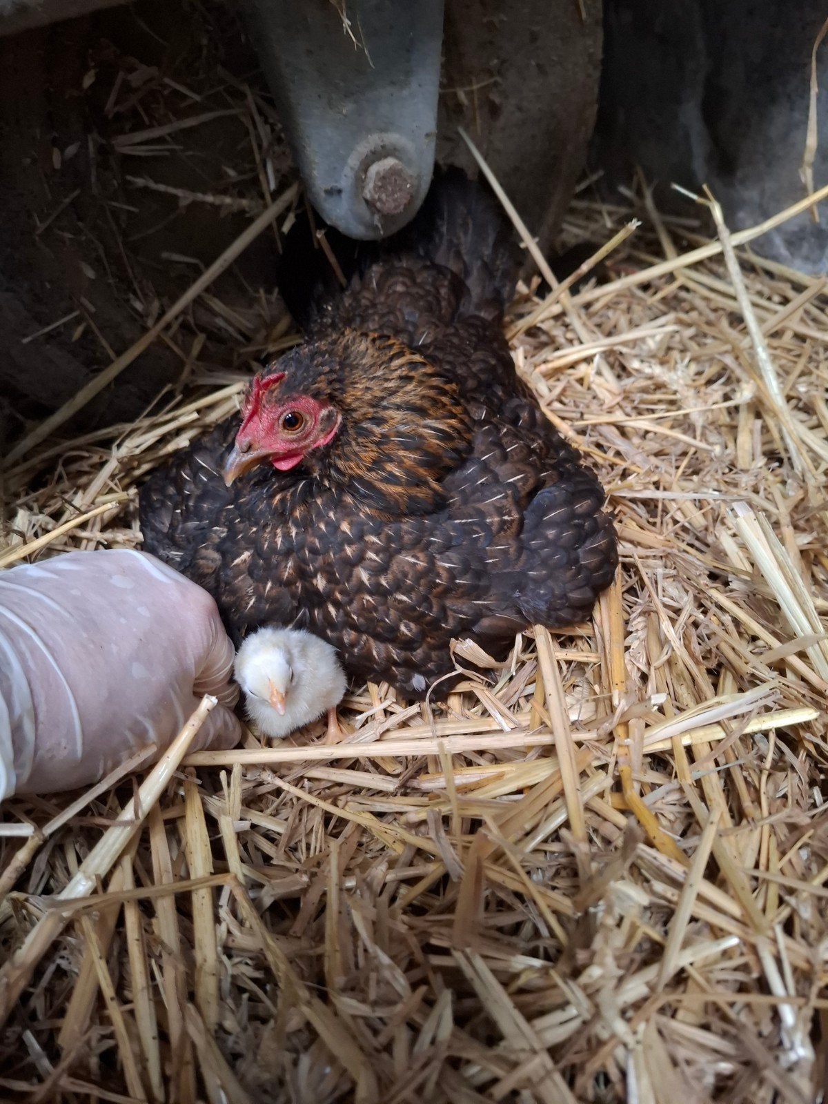 serama  kipje met  3 kuikens., Meerdere dieren, Kip