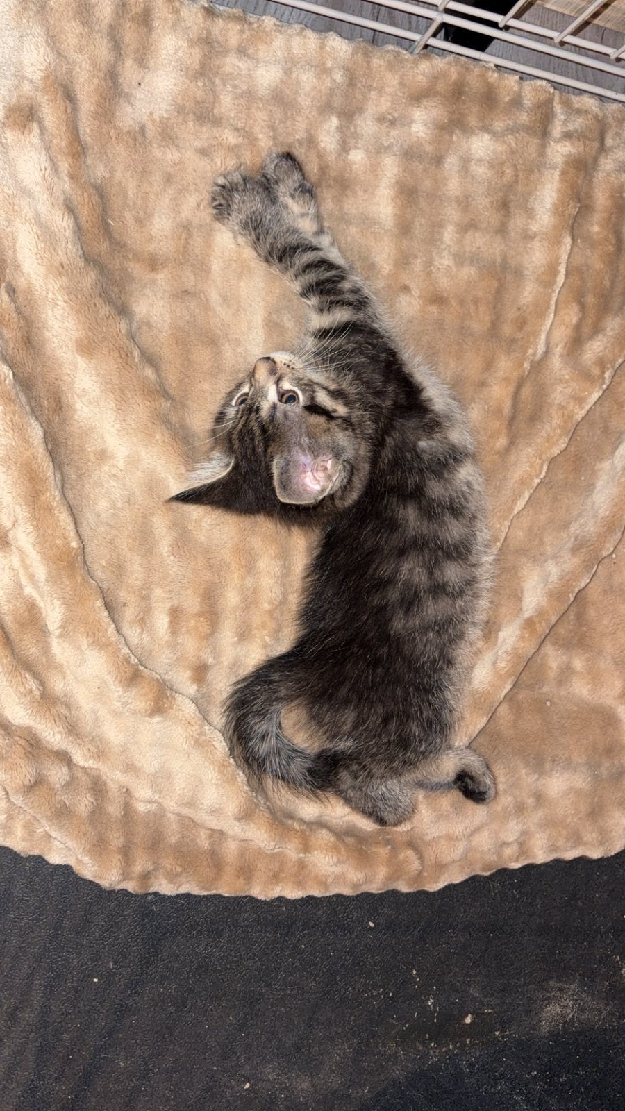 britse korthaar x maine coon kittens, Dieren en Toebehoren, Meerdere dieren