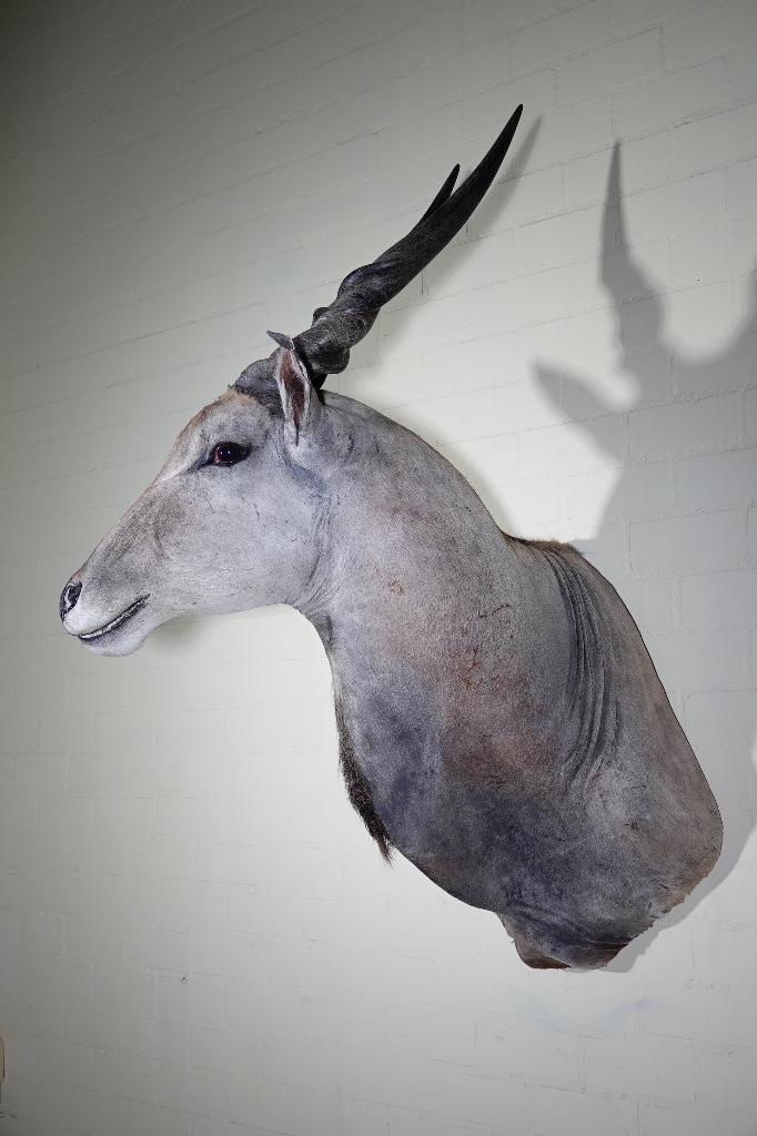 eland antilope taxidermy opgezette BIEDEN, Verzamelen, Dierenverzamelingen, Ophalen, Zo goed als nieuw, Hert, Gewei of Kop