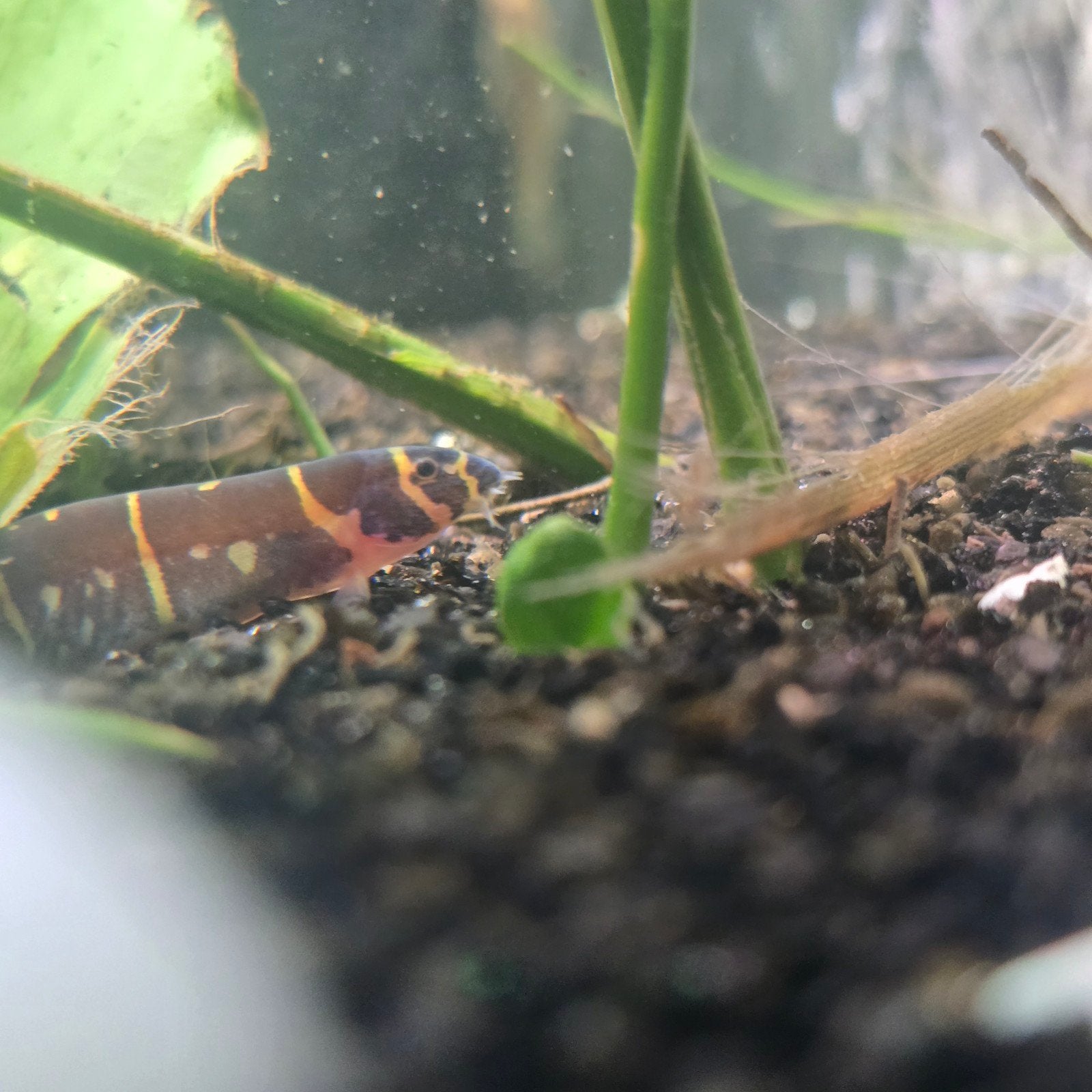 mooie grote khuli €3,99 ps, Dieren en Toebehoren, Vissen | Aquariumvissen, Vis