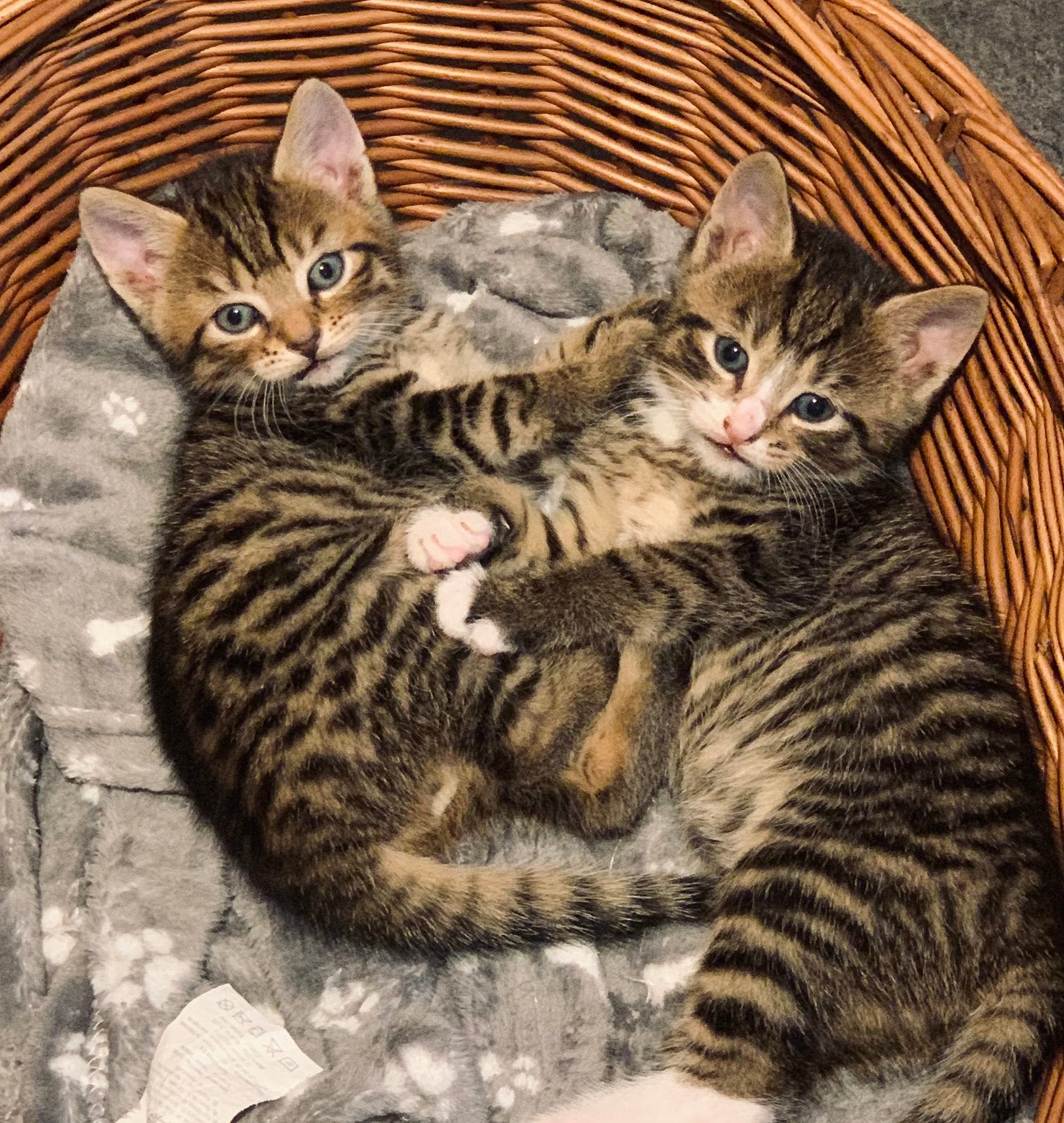 Kittens, Kater, Ontwormd, 0 tot 2 jaar